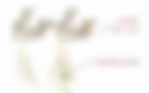 修复手术的价格及注意事项