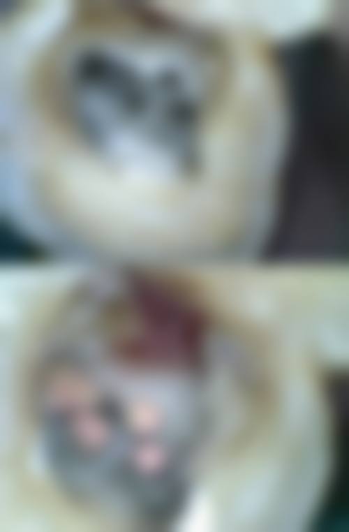 专精团队介绍